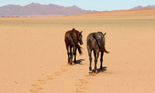 Namibia-Namibia-Between Desert & Skeleton Coast